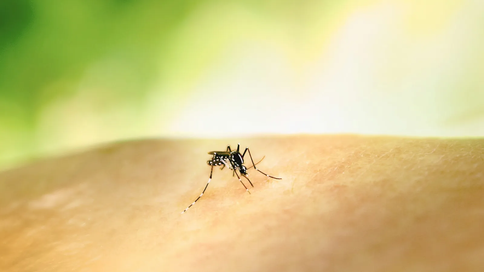 a black and white spider on a person's arm