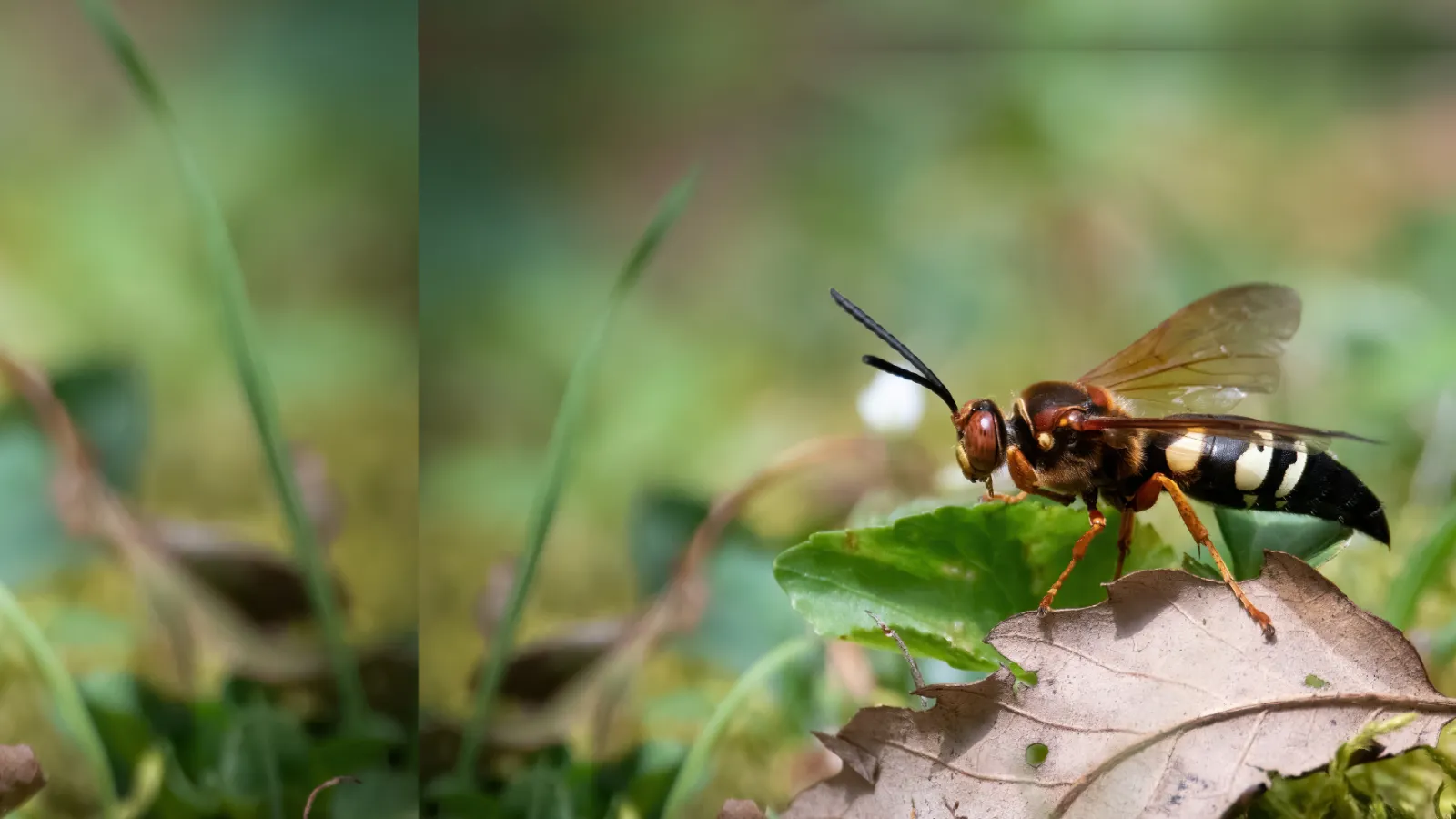 cicada killer on a leaf