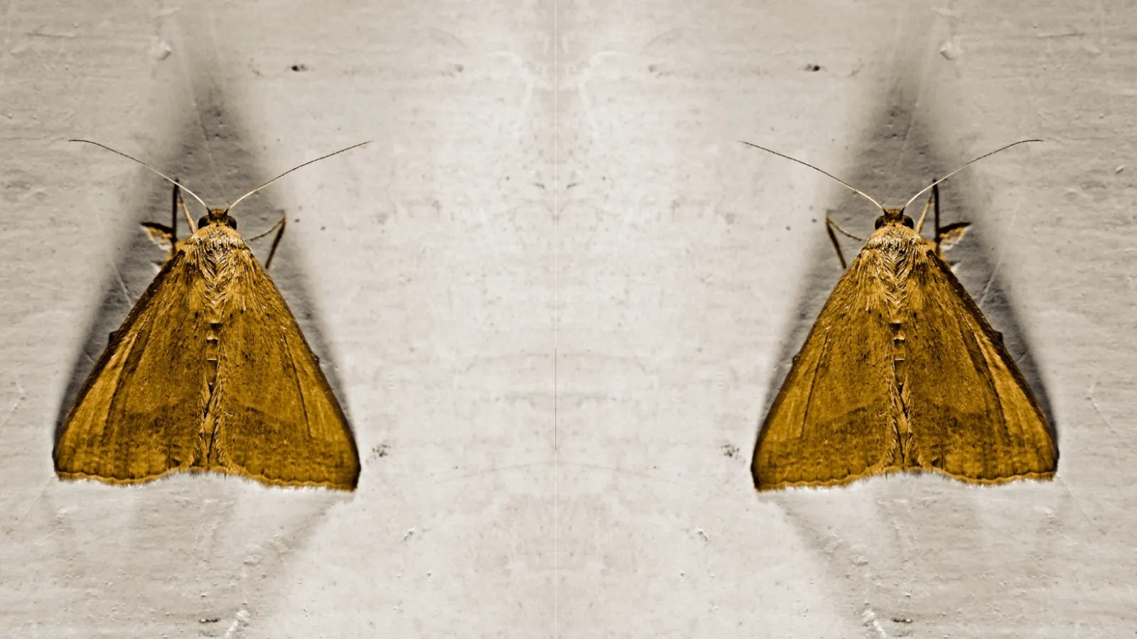 two moth on a white surface