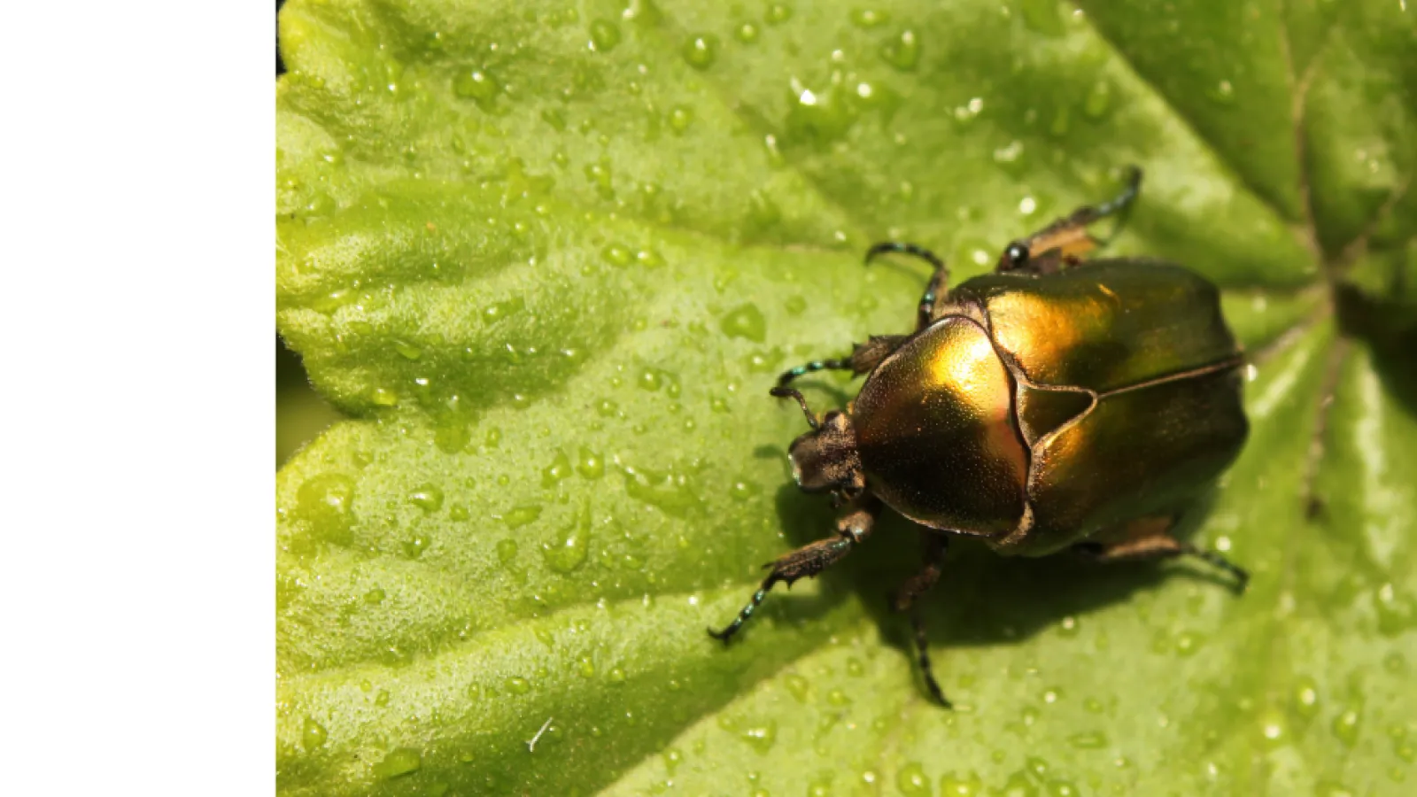 a black and brown beetle on a green leaf