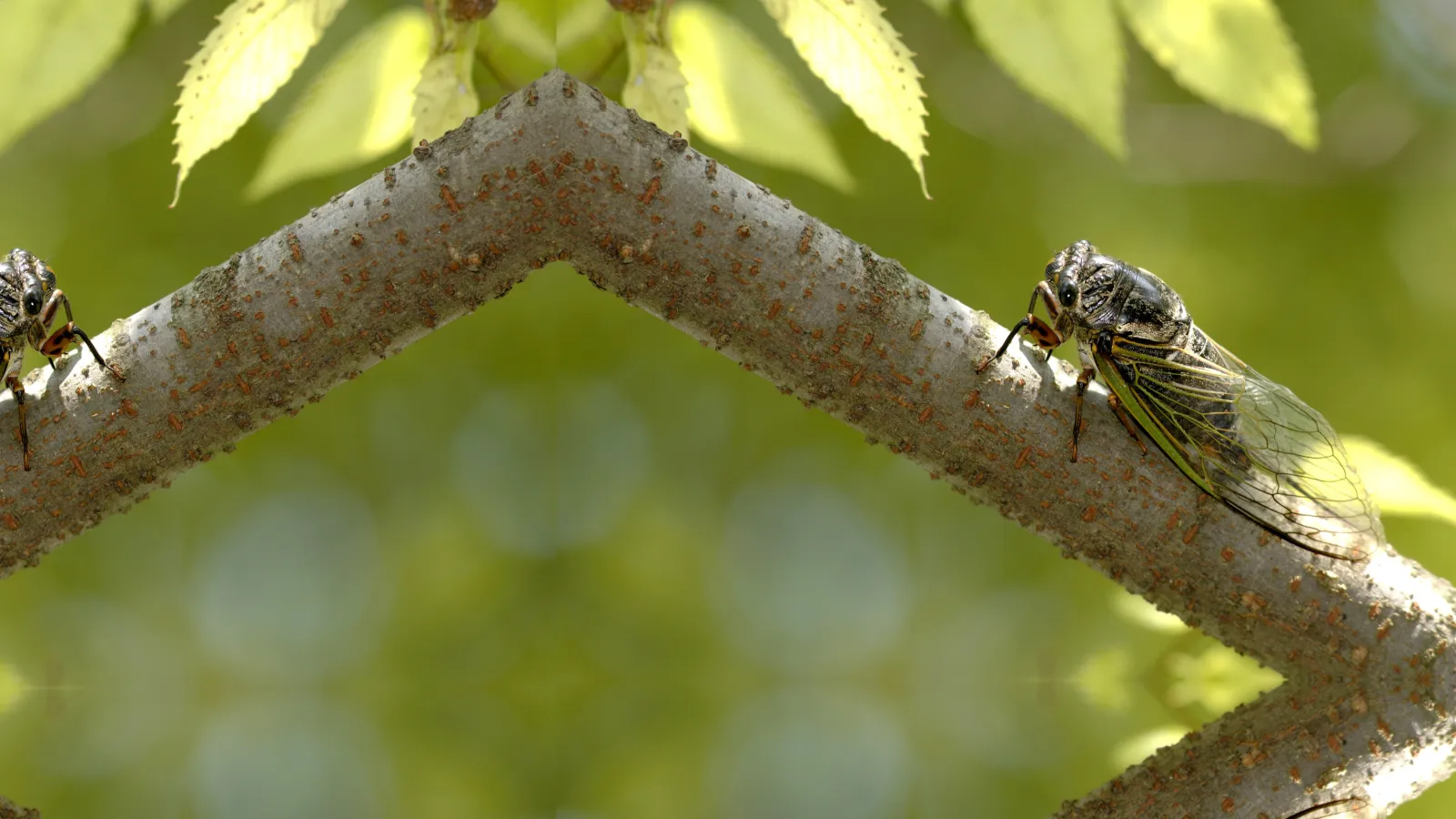 Cicada Killers | Palmetto Exterminators