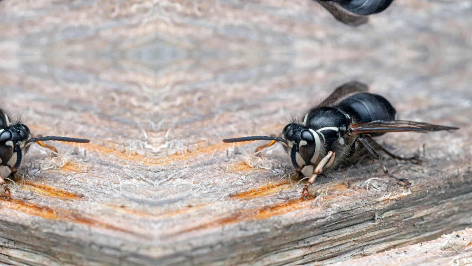 Bald-faced Hornet