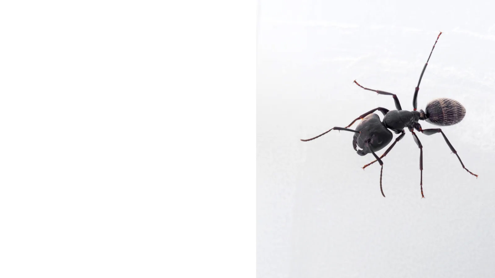 Carpenter Ants |PestNow