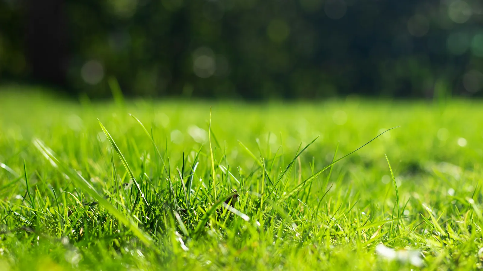 a close-up of some grass