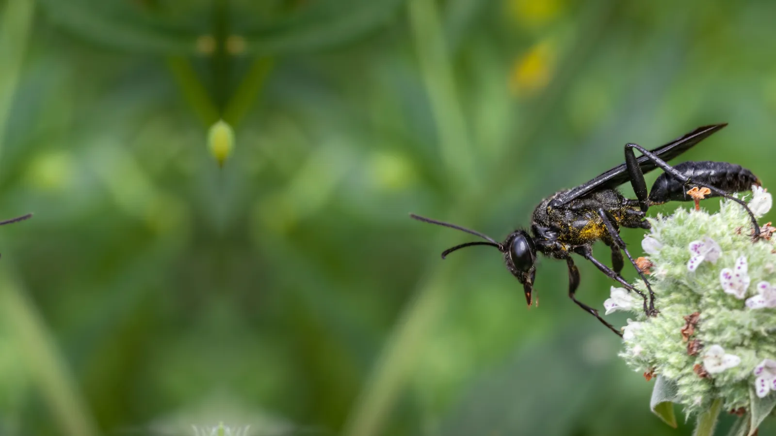 Great Black Wasps | PestNow