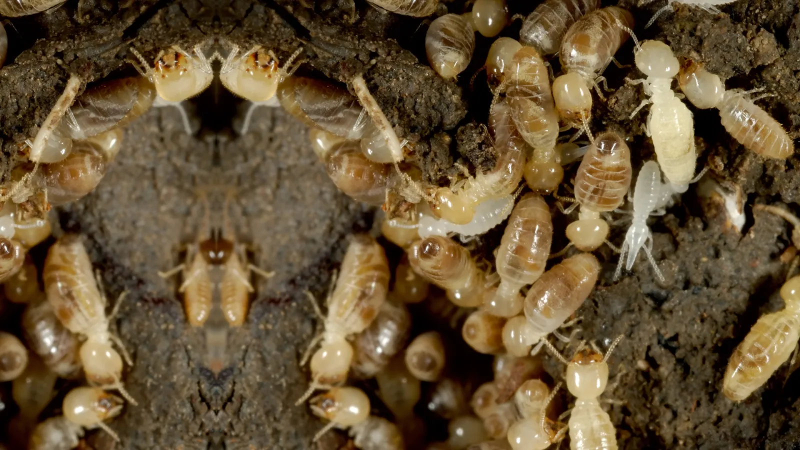 Termite prevention | Mares Exterminating
