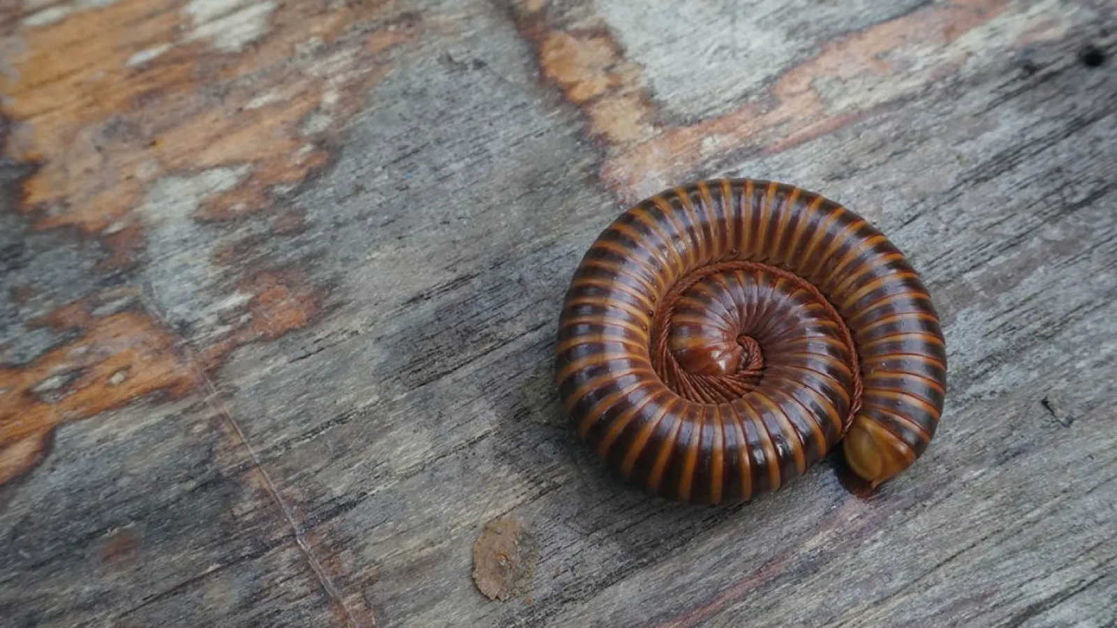 a snail on a wood surface