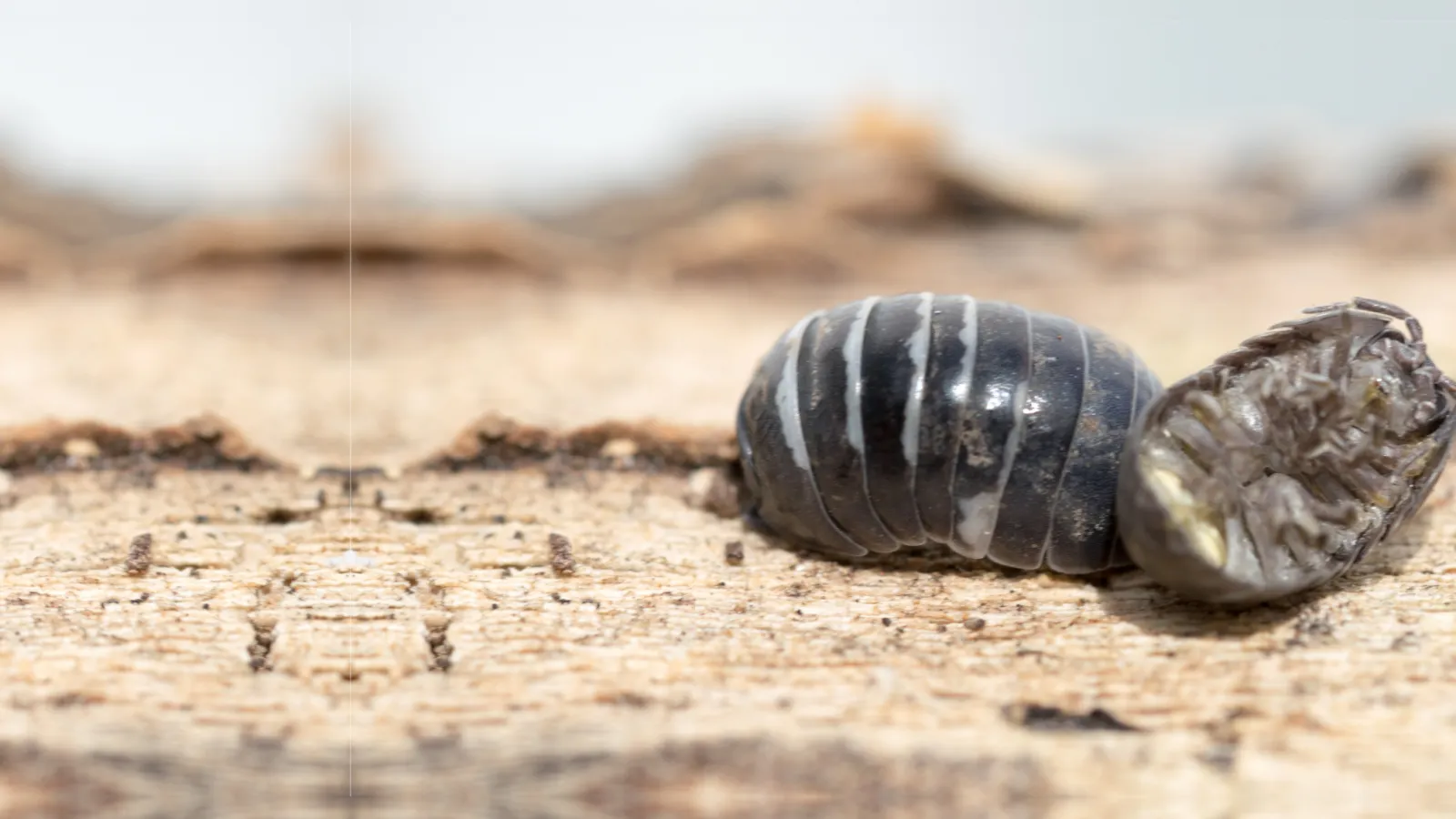 a couple of pill bugs on the ground