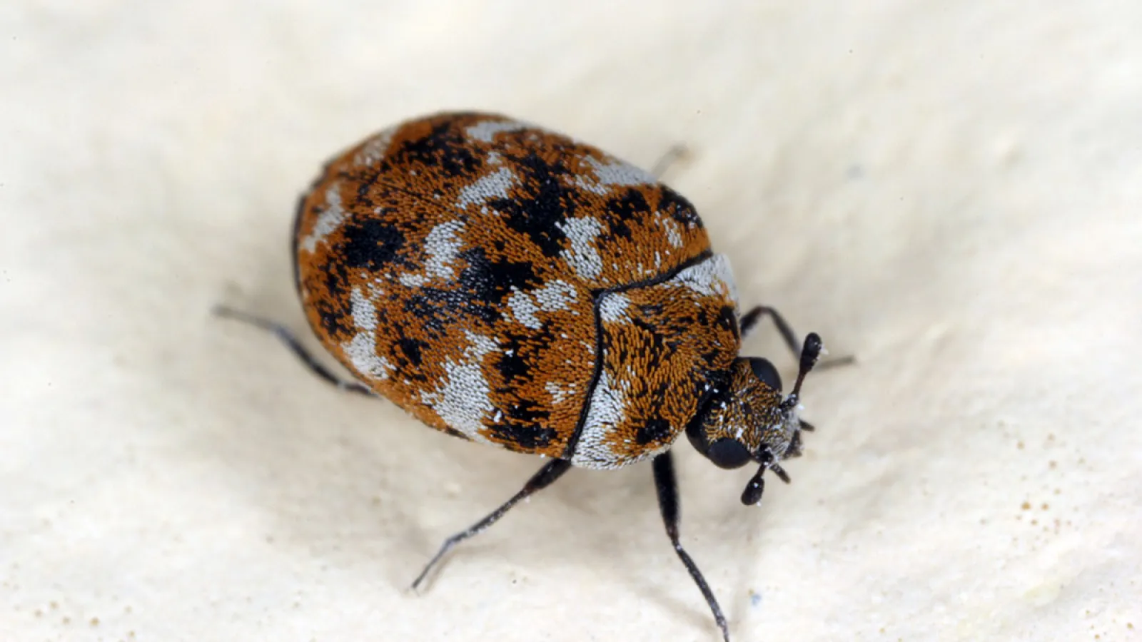 Carpet Beetle