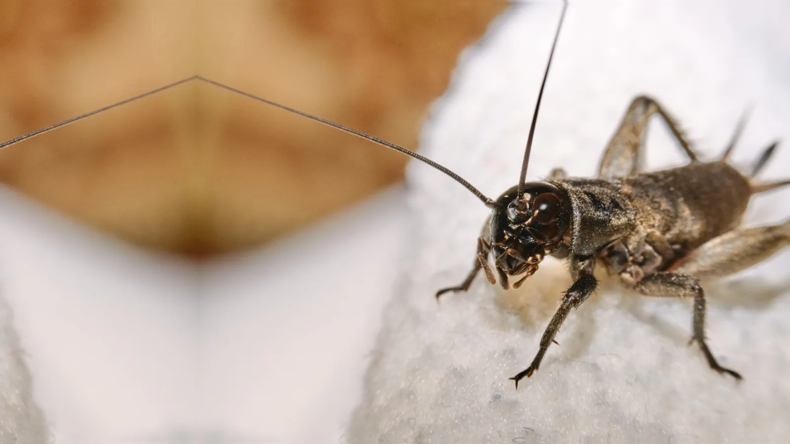 a close up of a field cricket