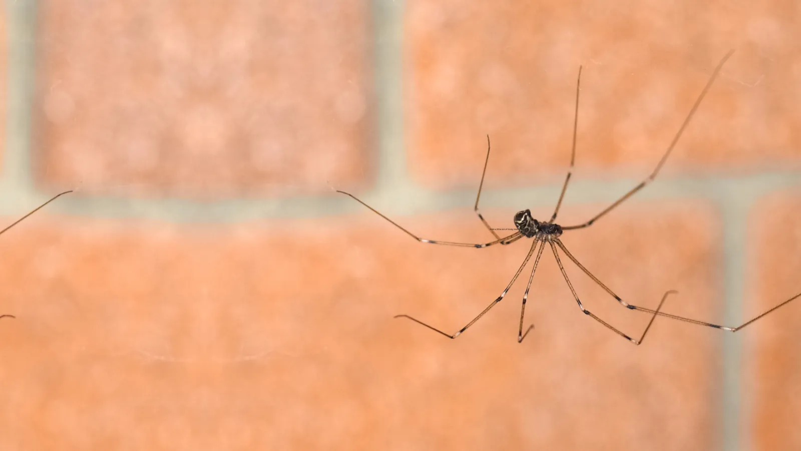 a spider on a wall