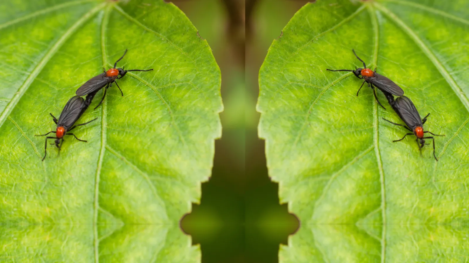 Lovebugs | Palmetto Exterminators