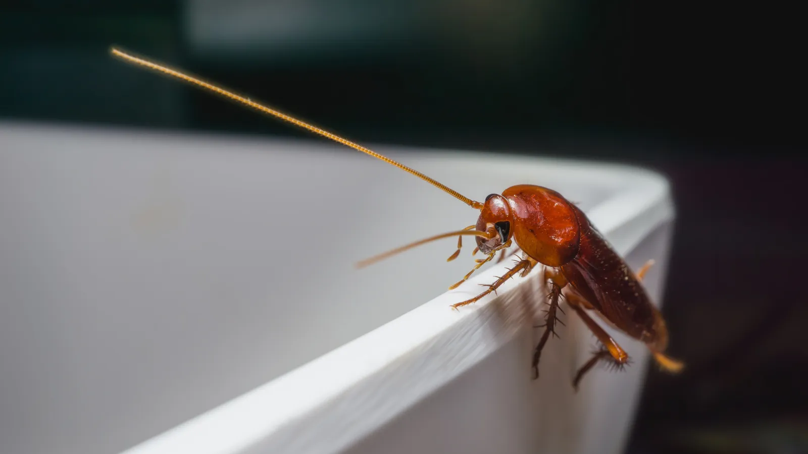 roach on a bowl