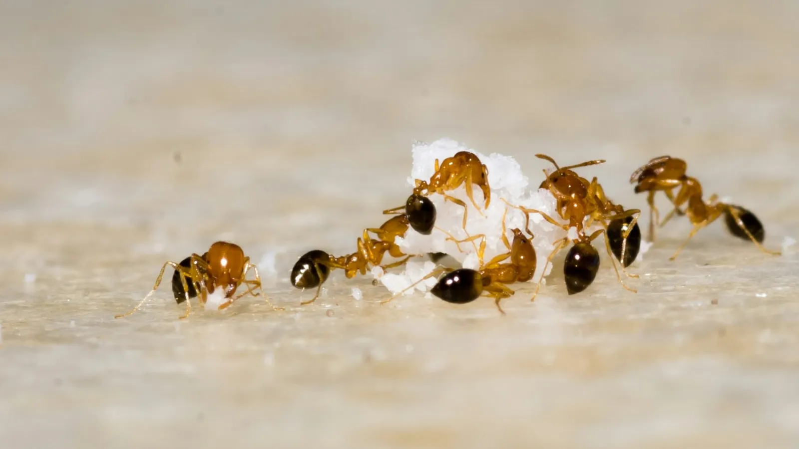 a group of ants