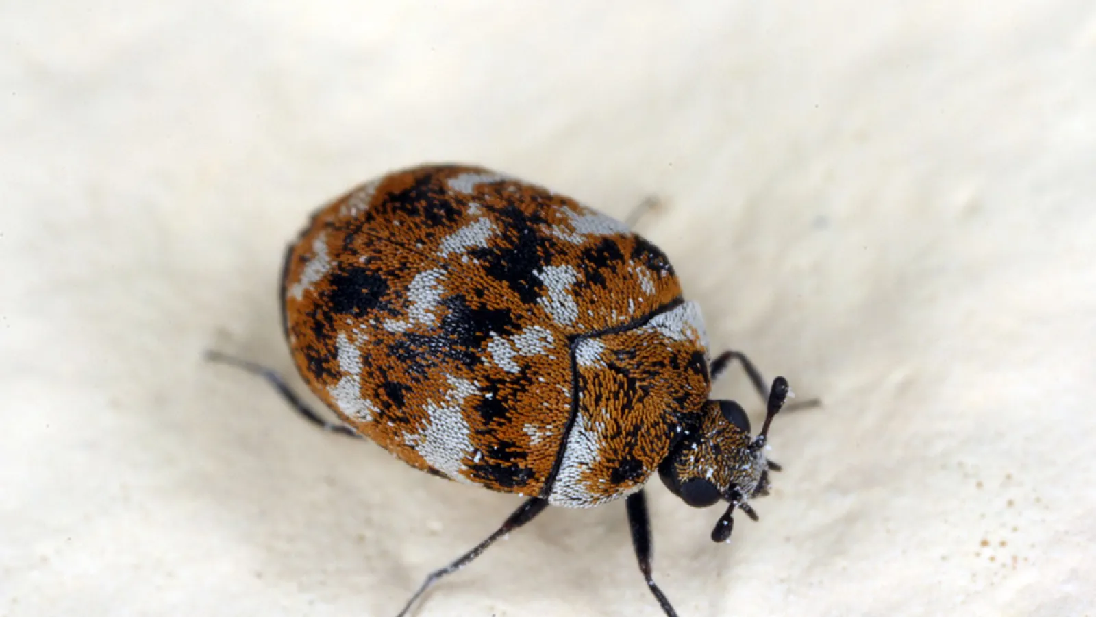 a brown and black bug