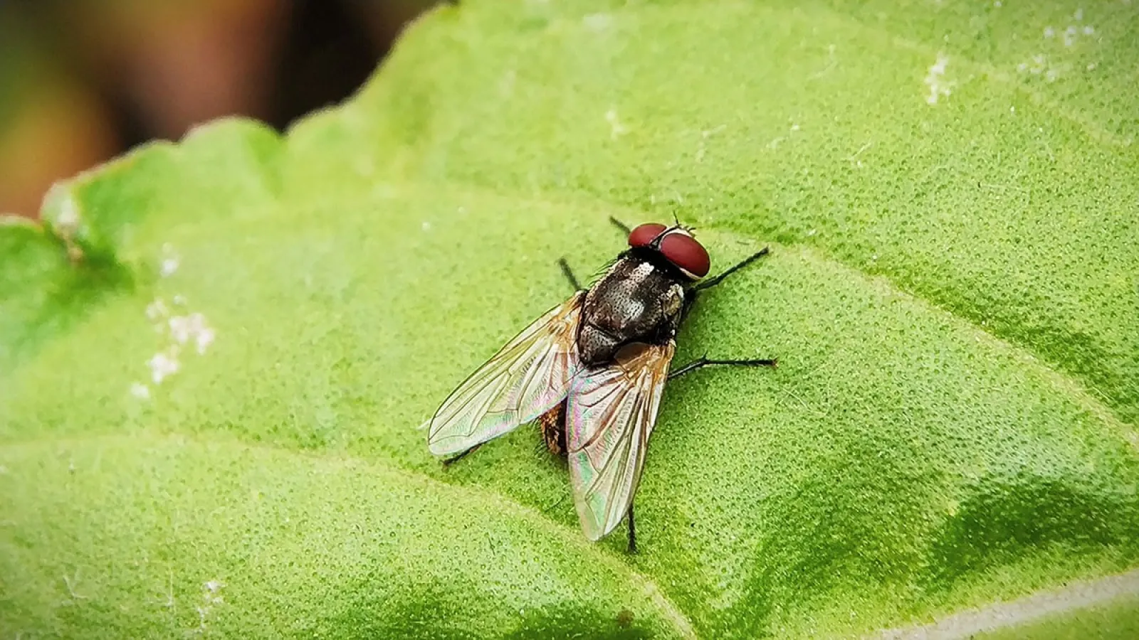 a fly on a leaf