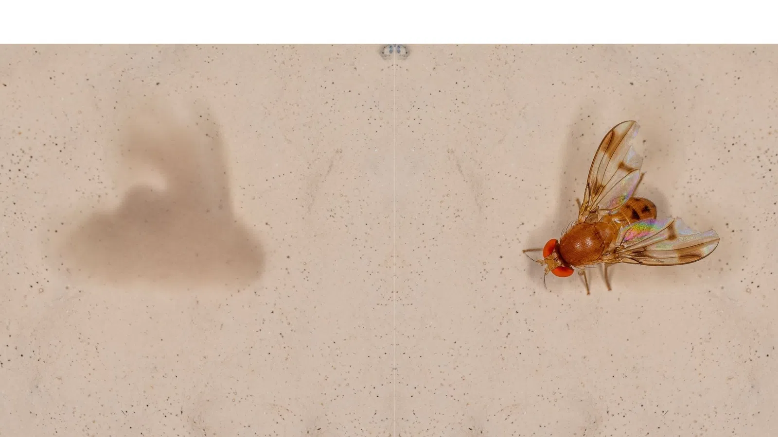 Close-up of a fruit fly with red eyes and transparent wings on a beige surface with a shadow.