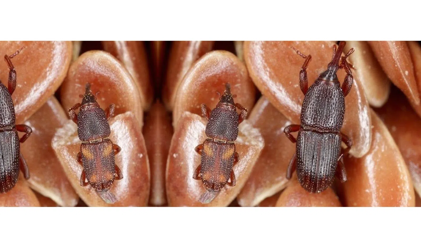 Close-up view of dark brown weevil beetles on reddish-brown seeds with textured shells