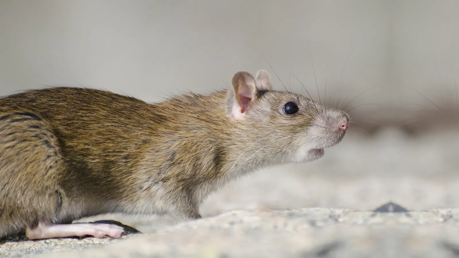 Close-up of a Marsh Rice rat standing on a textured surface with a beige background