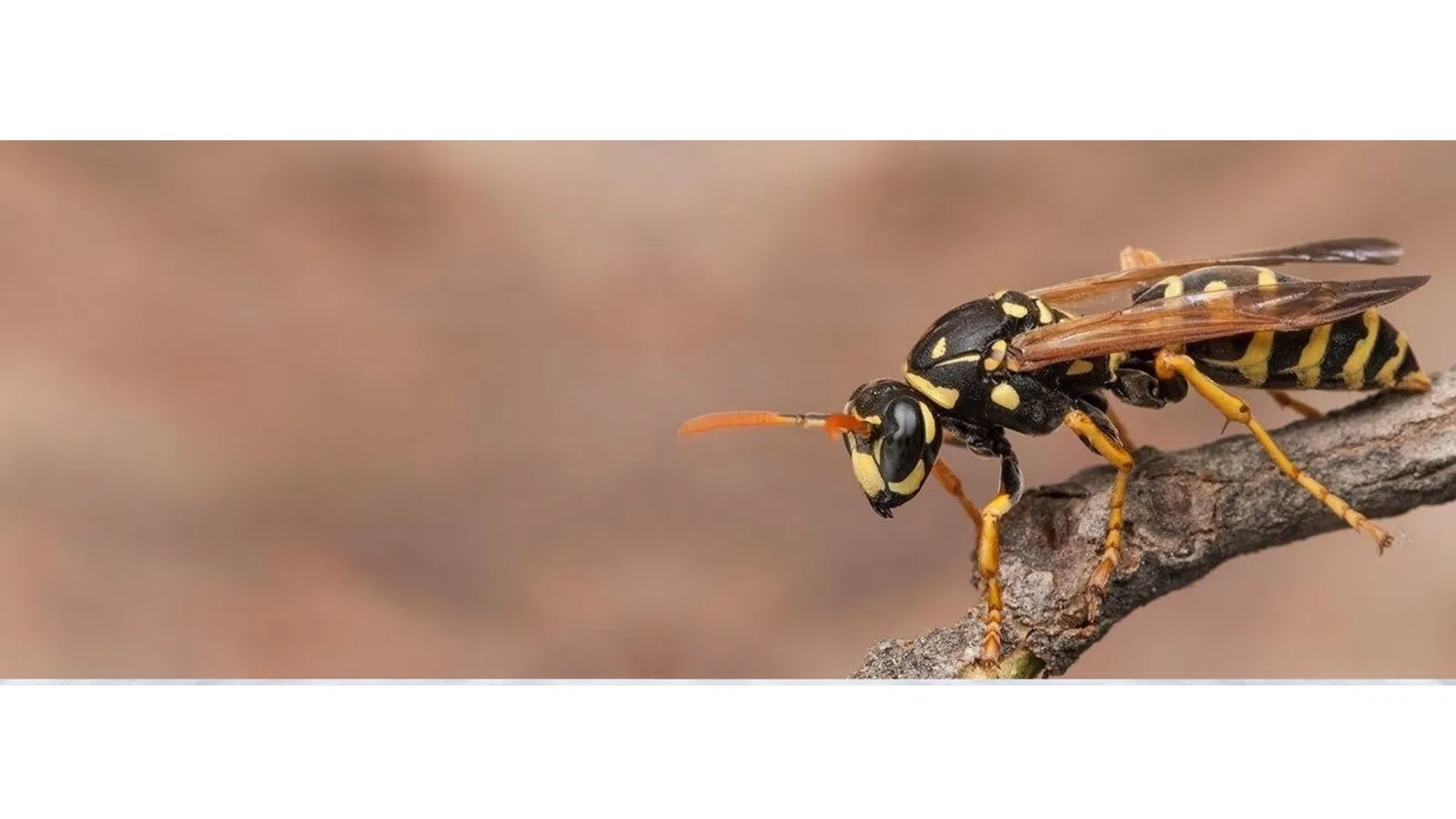 Close-up of a black and yellow paper wasp perched on a brown twig against a blurred background.