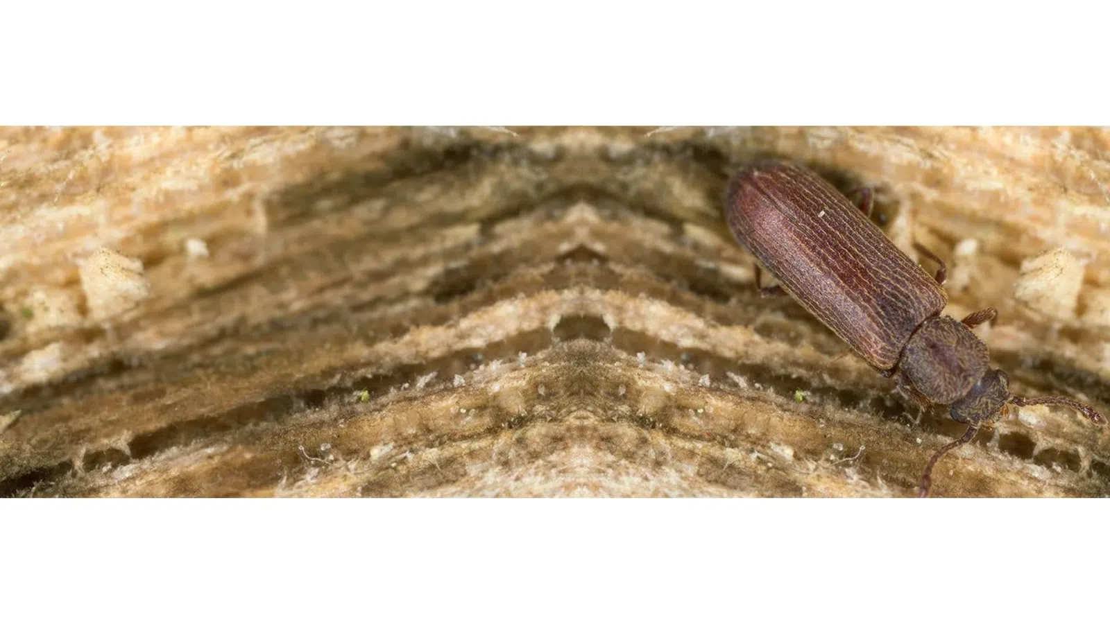 Close-up of a brown wood-boring beetle on rough textured wood surface with detailed grain patterns.