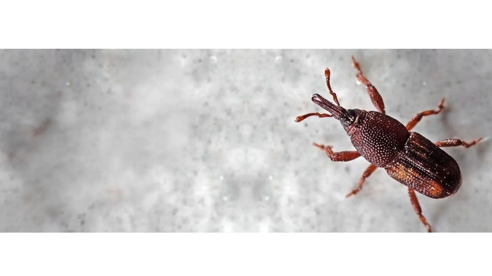 Close-up of a small brown rice weevil beetle on a light textured surface showing detailed body and legs.