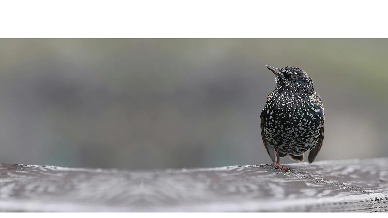 Starling bird perched on a weathered wooden surface with a soft blurred background.