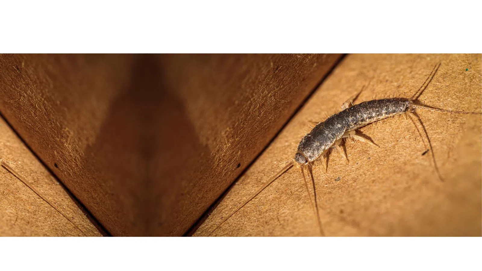 Close-up of a silverfish insect on a brown textured surface near a corner.