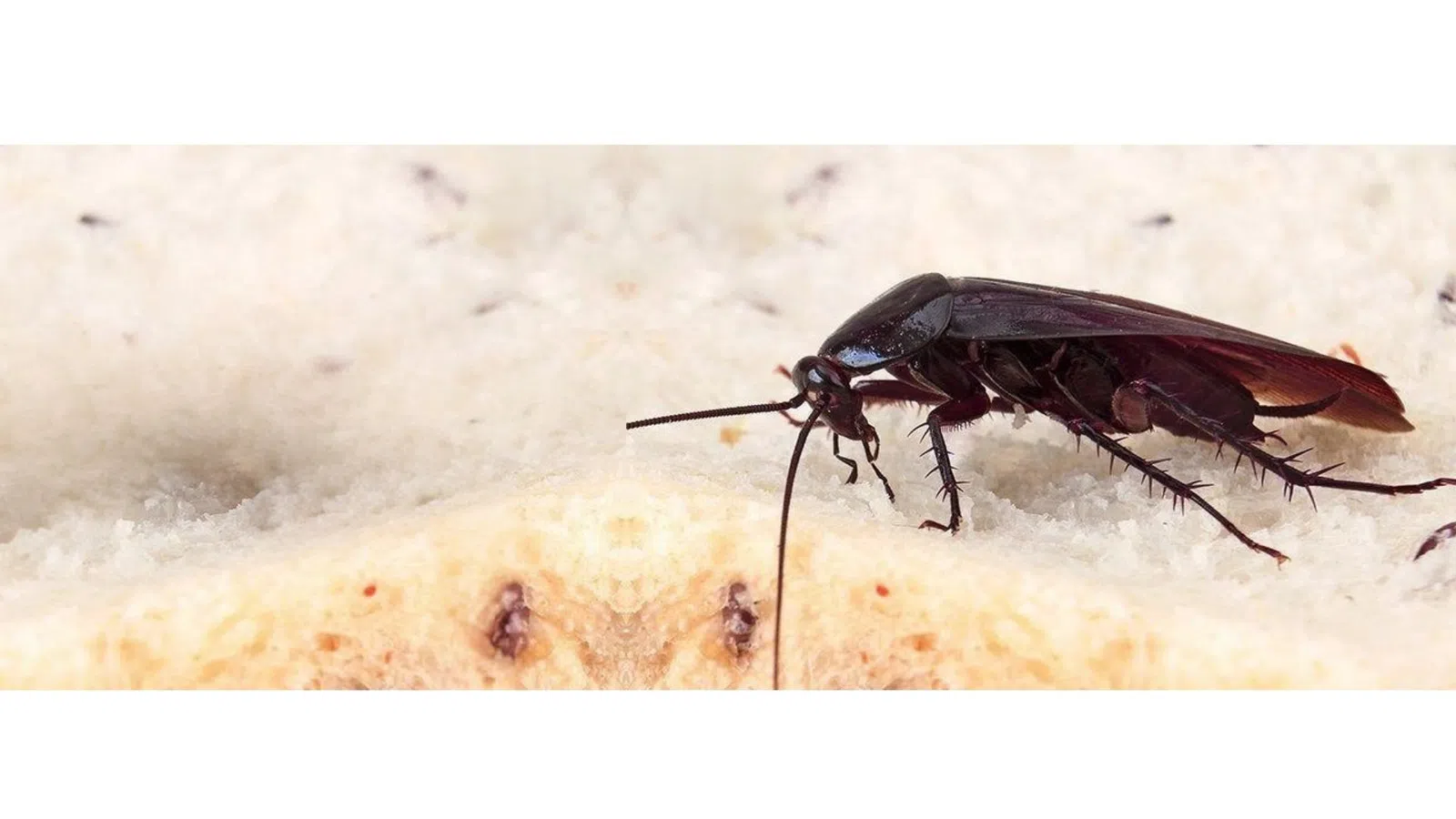 Close-up of a Smoky Brown Cockroach crawling on a white porous surface with detailed visible legs and antennae