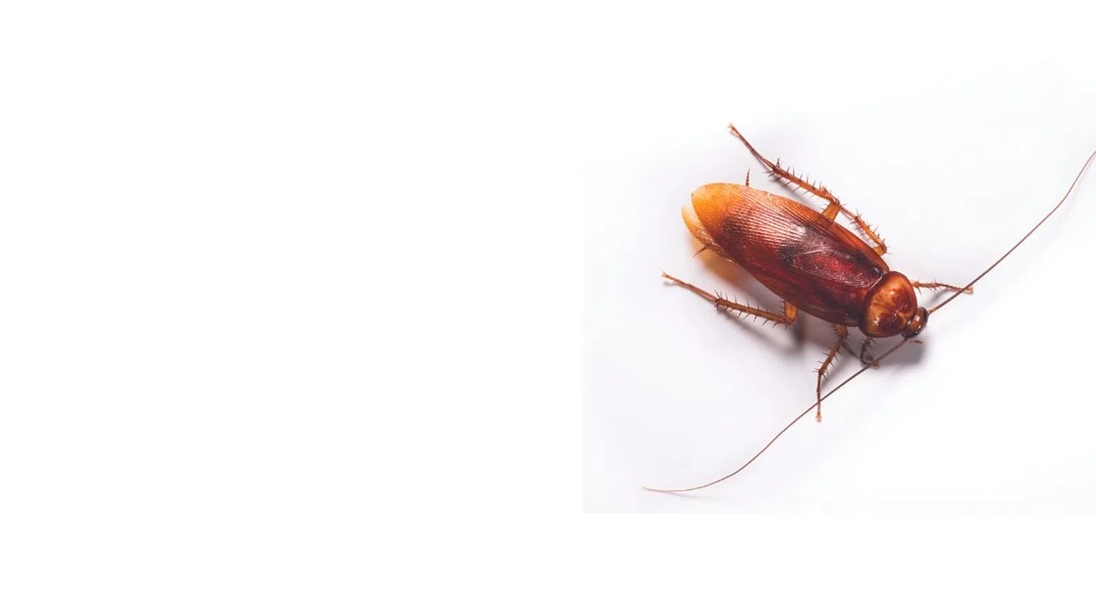 Close-up of a brown cockroach on a white background showing detailed legs and antennae.