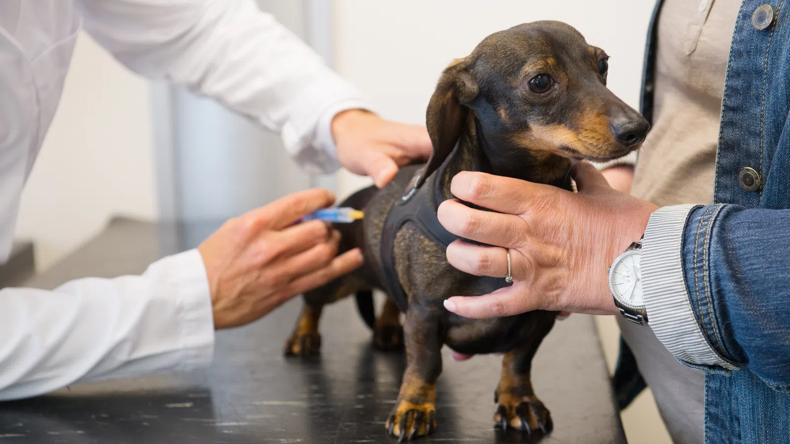 a person holding a dog - Preventitive Animal Care