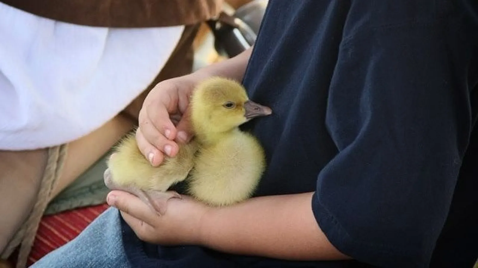 a boy holding a yellow bird