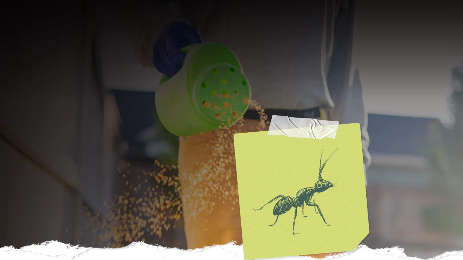 Person sprinkling granular ant bait from a green container on an outdoor surface to control ants.