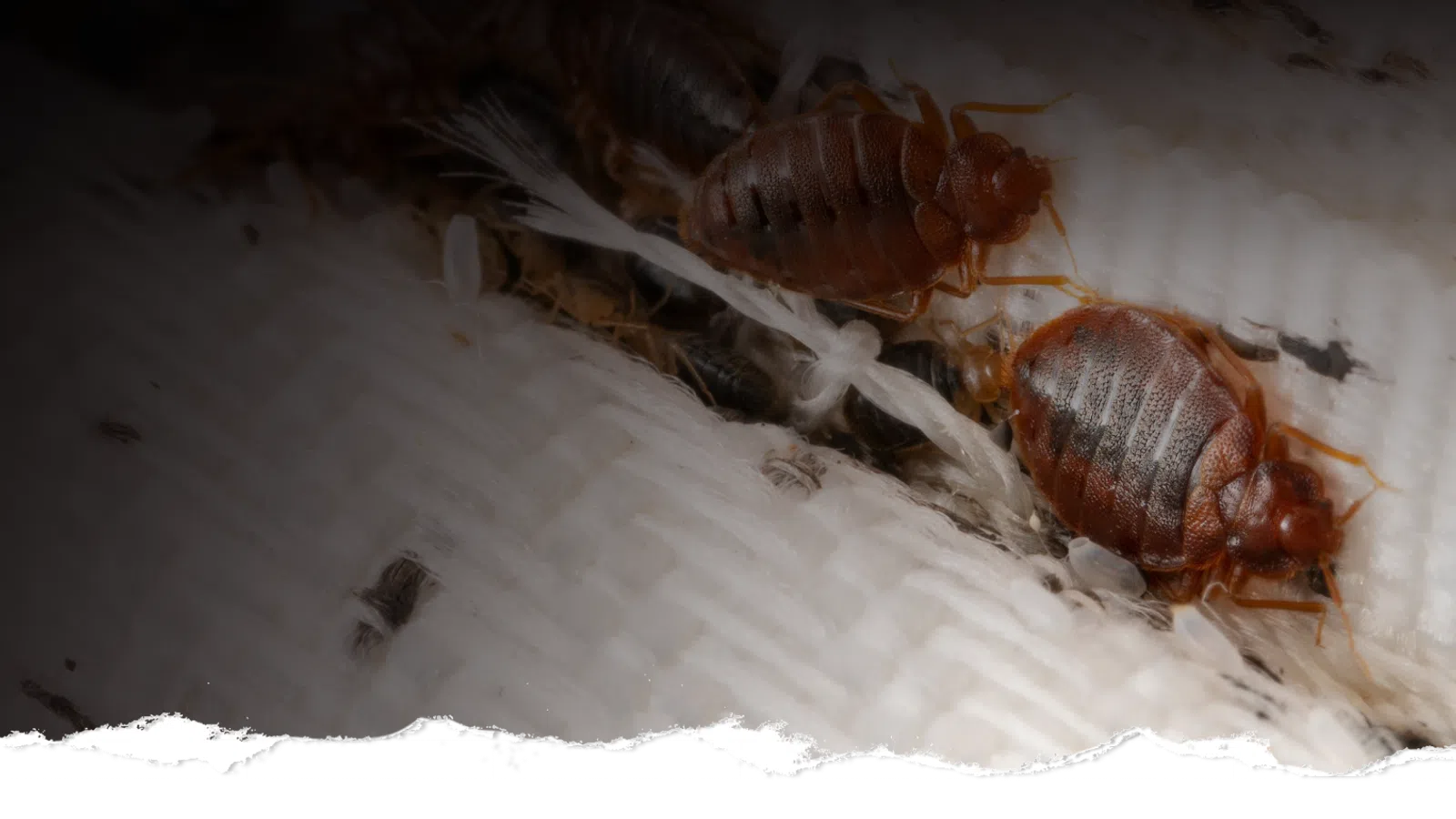 Close-up of bed bugs infesting a white fabric surface, showing their reddish-brown bodies and segmented legs.