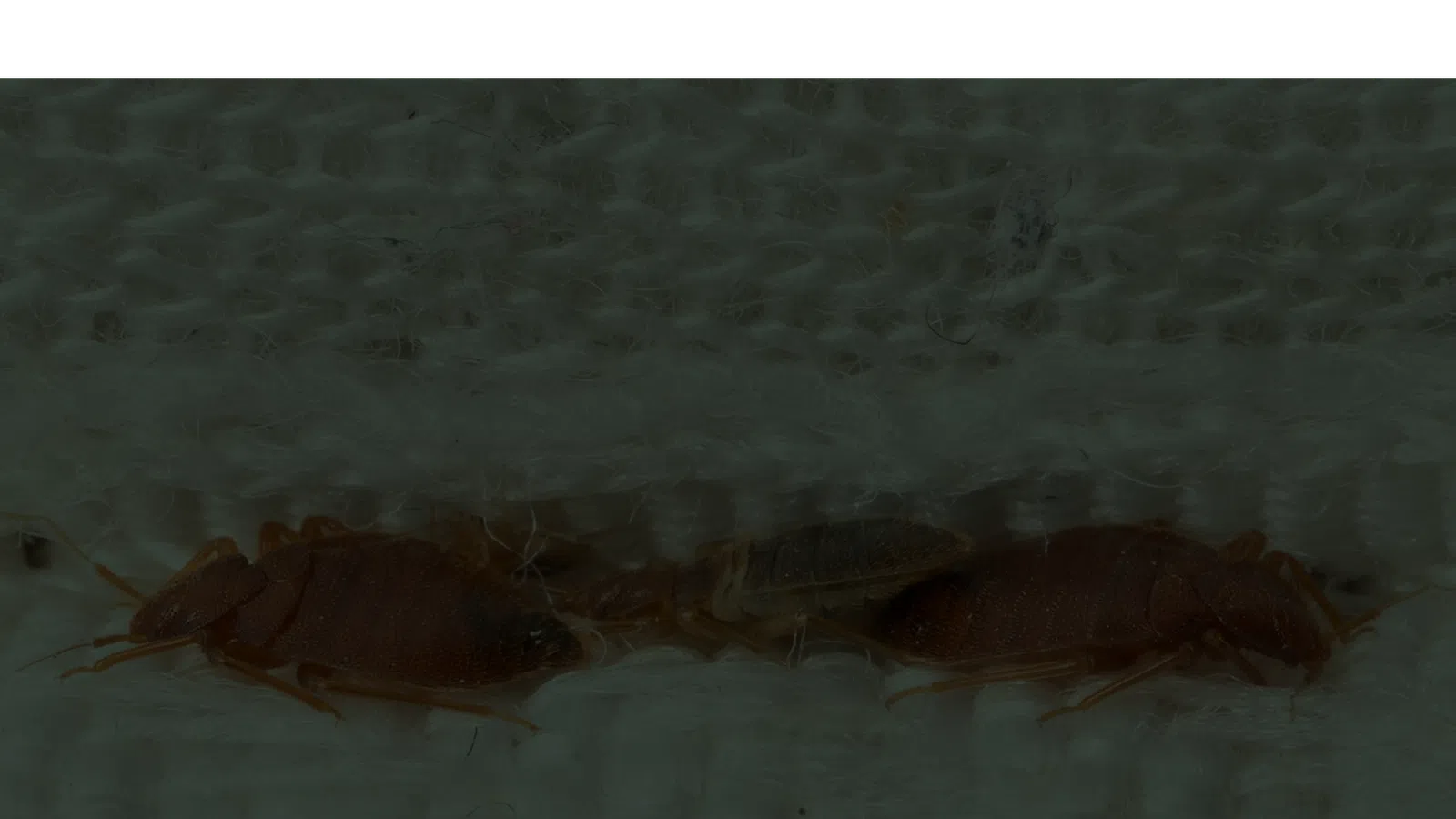Close-up of bedbugs on textured white fabric showing detailed bodies and legs of the insects.
