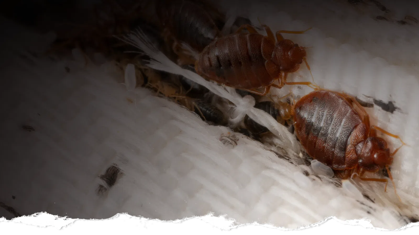 Close-up of bed bugs on fabric showing adult insects and nymphs infesting a mattress surface.
