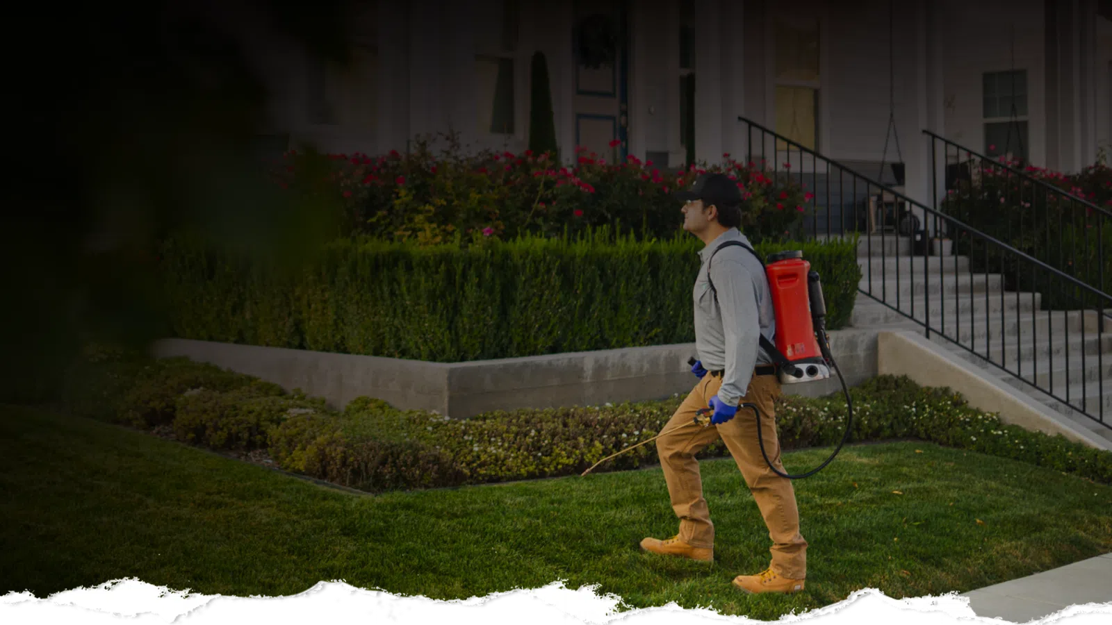 Worker wearing protective gloves and backpack sprayer treats lawn near residential house garden.