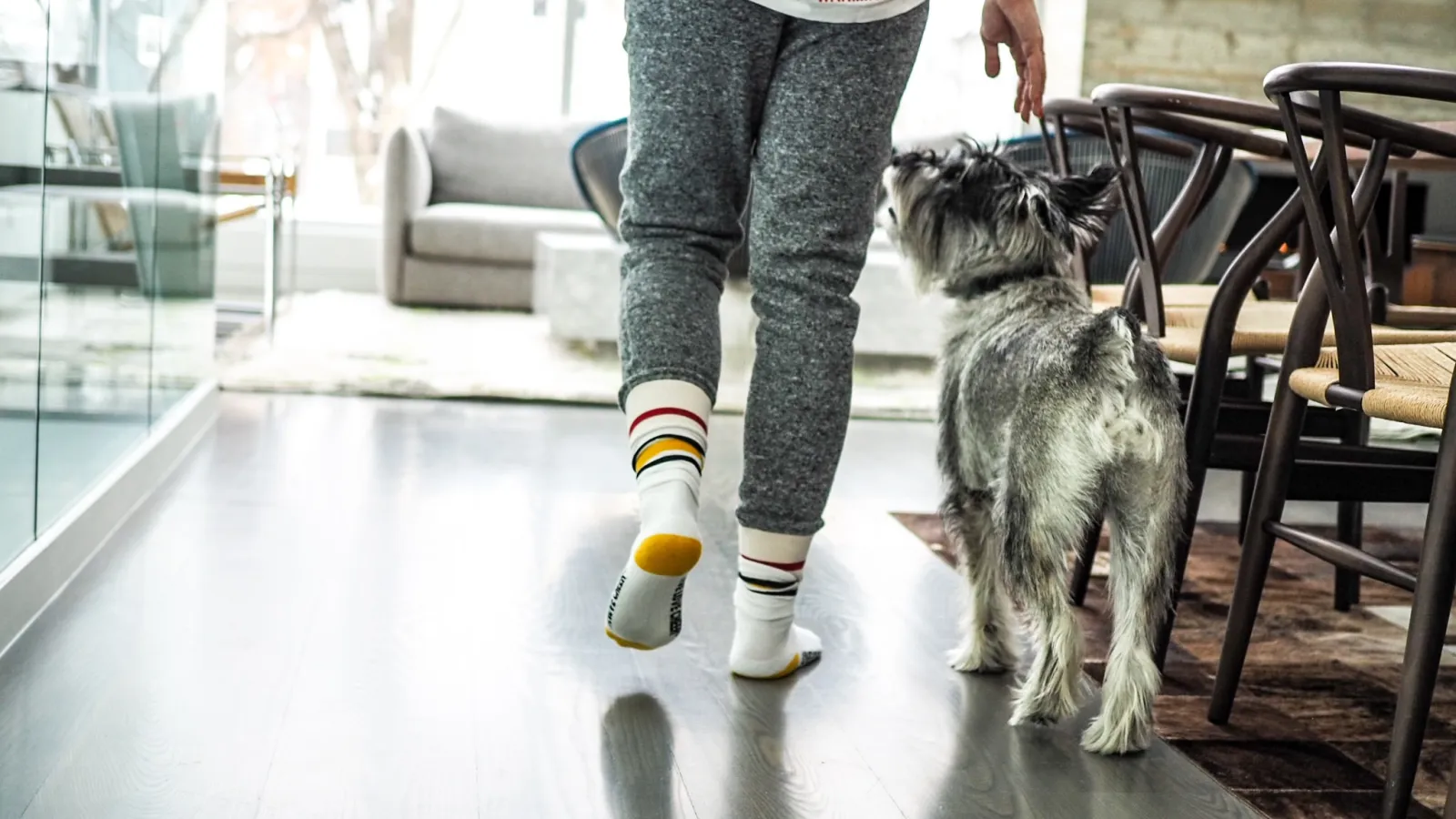 a dog standing next to a person's legs