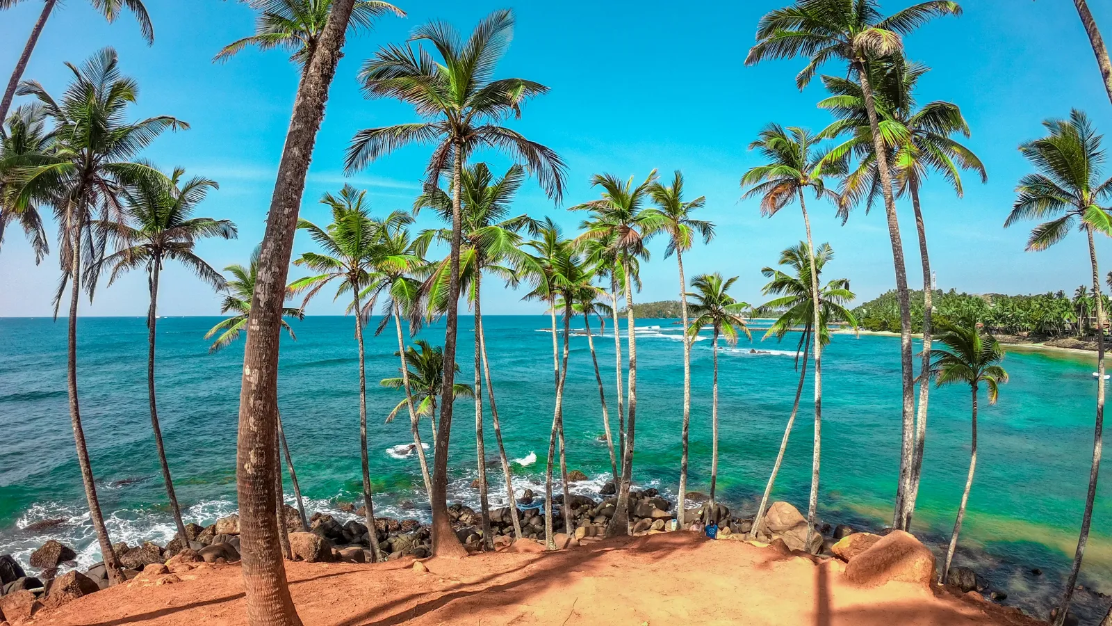 Tropical beach landscape with tall palm trees and clear blue ocean under a bright sky.