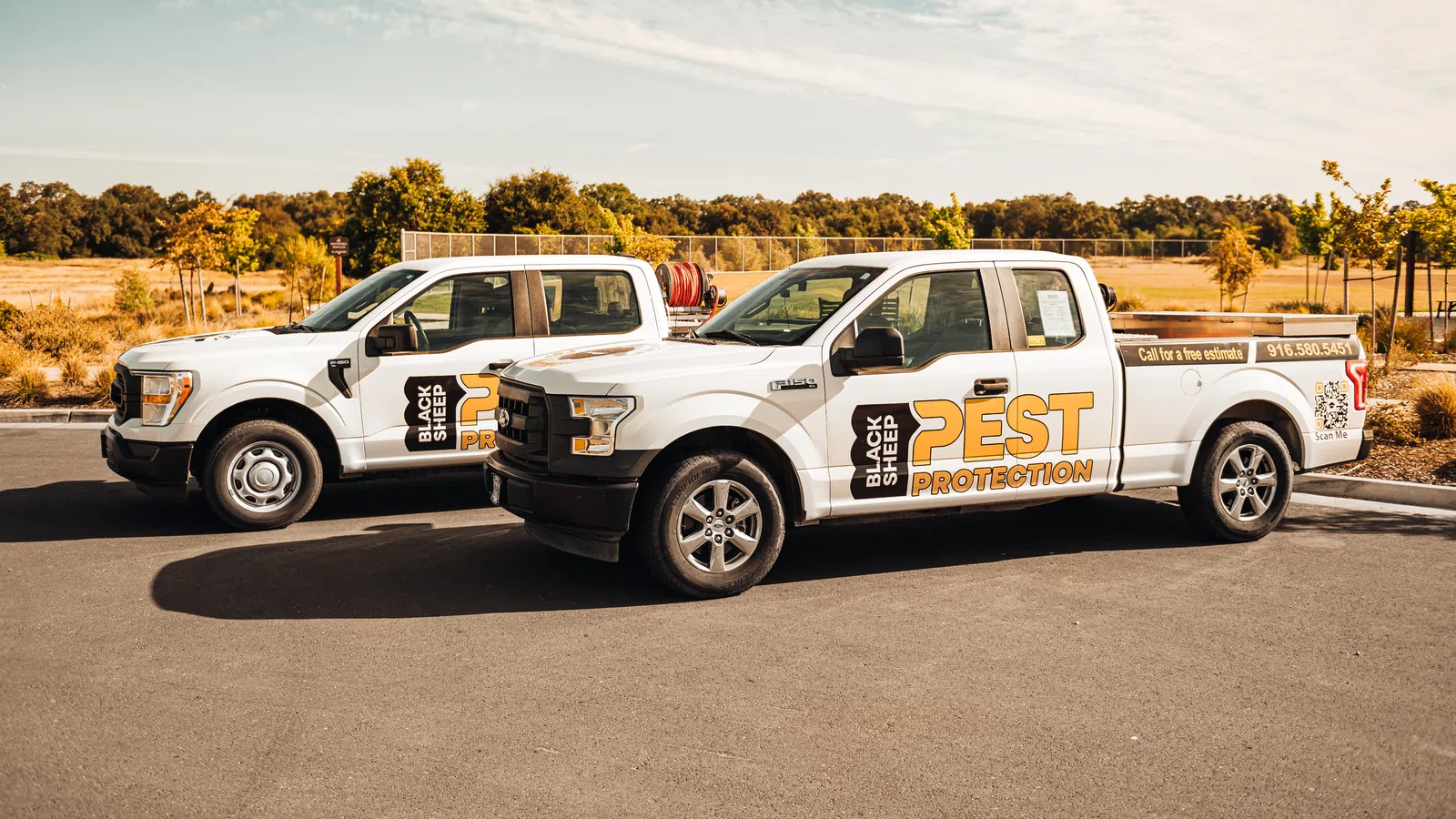 Two white Black Sheep Pest Protection trucks parked outdoors on a sunny day with trees in the background
