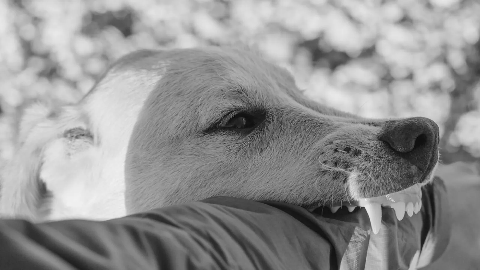 Close-up of a dog gently biting a person's sleeve outdoors in black and white.