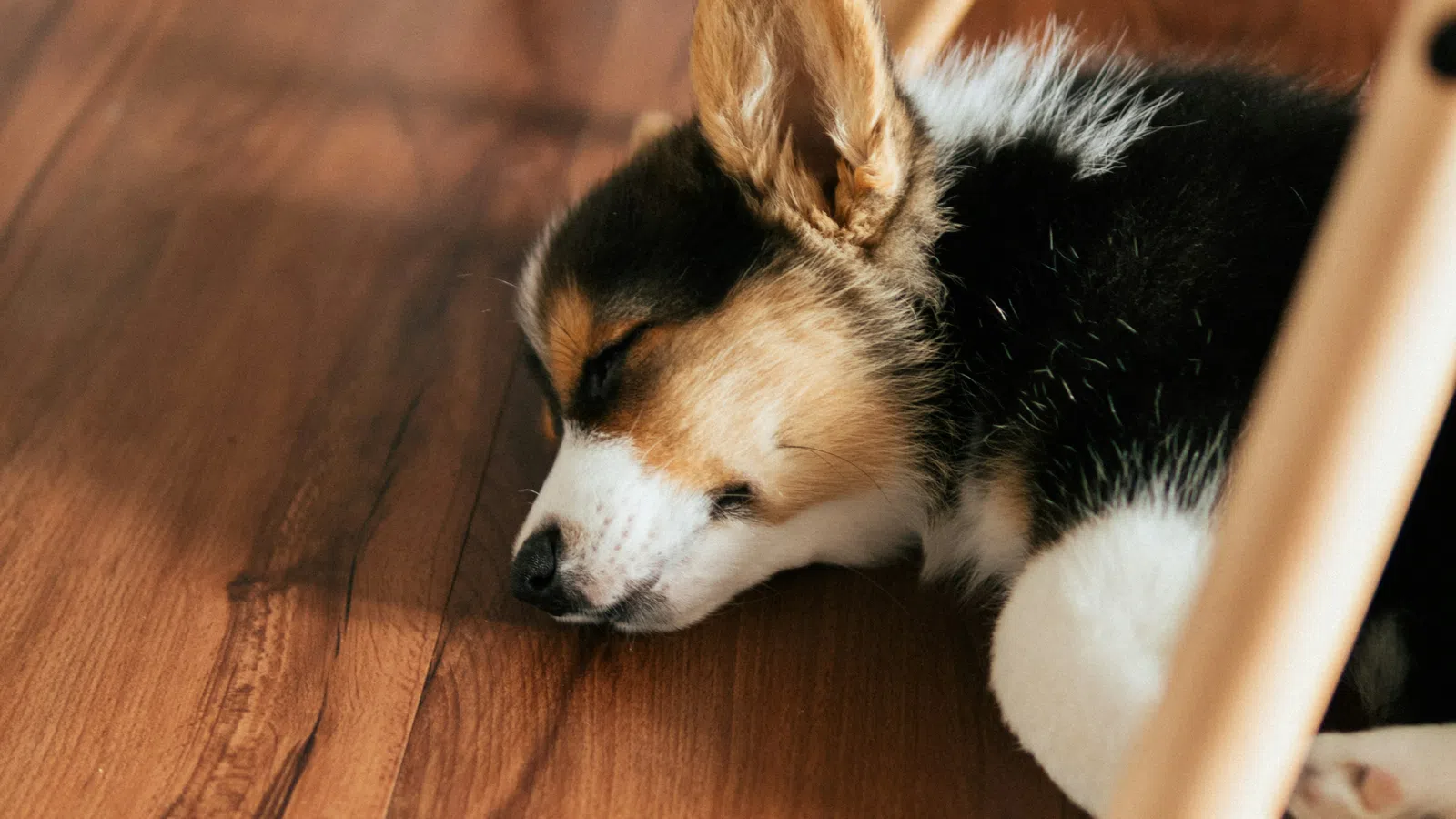 a dog lying on the floor