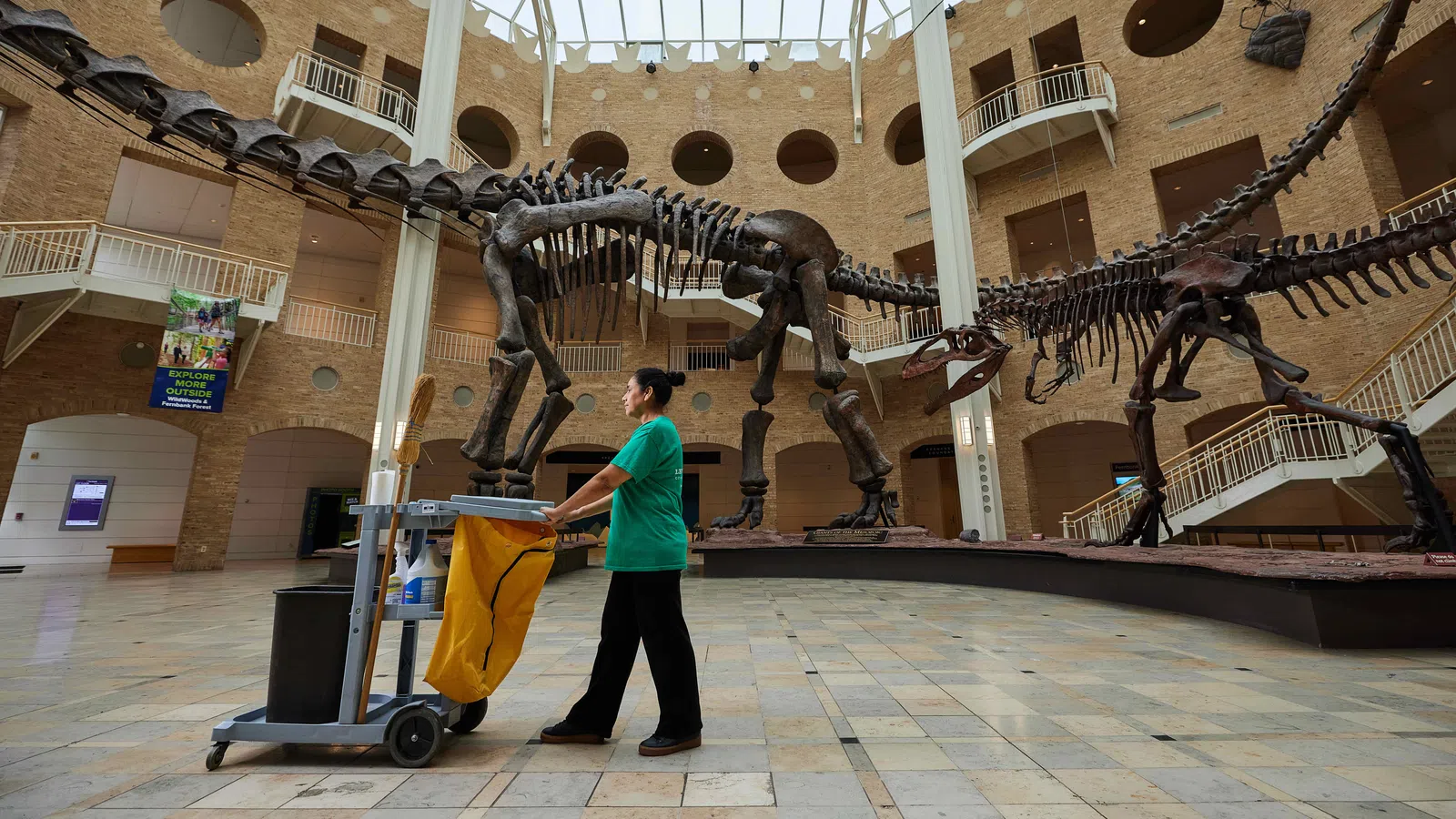 Museum worker cleaning near large dinosaur skeletons under a glass ceiling in a spacious exhibit hall.