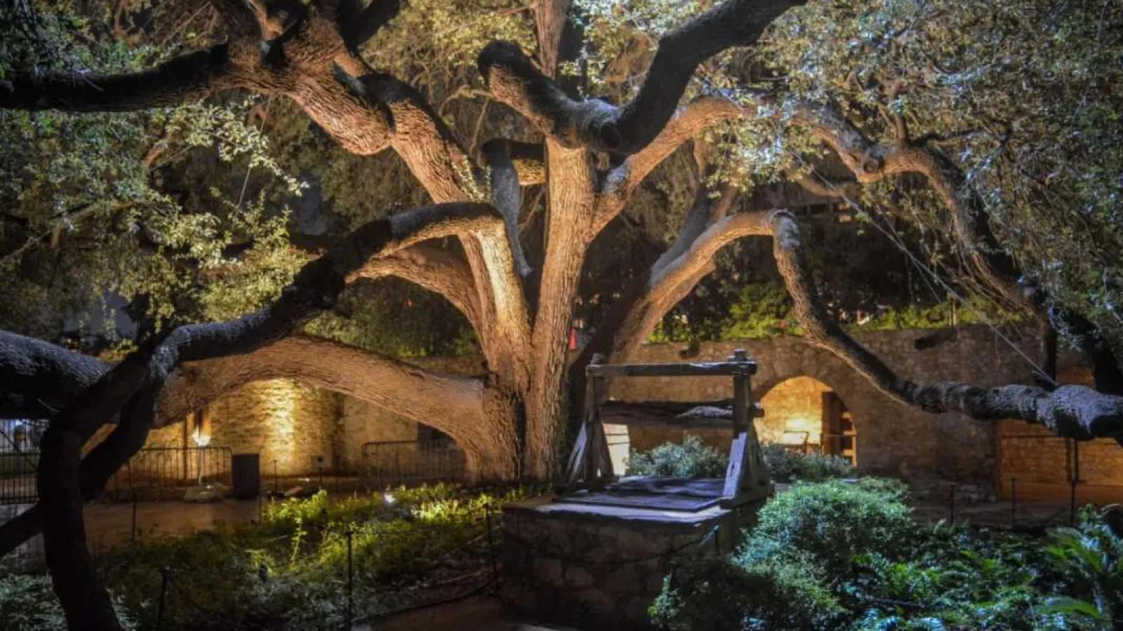 Giant ancient tree illuminated at night with sprawling branches over a stone well in a garden.