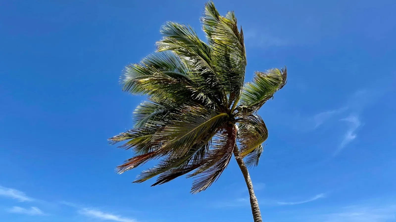 Single palm tree on a rocky beach under clear blue sky with a wooden bench in the foreground.