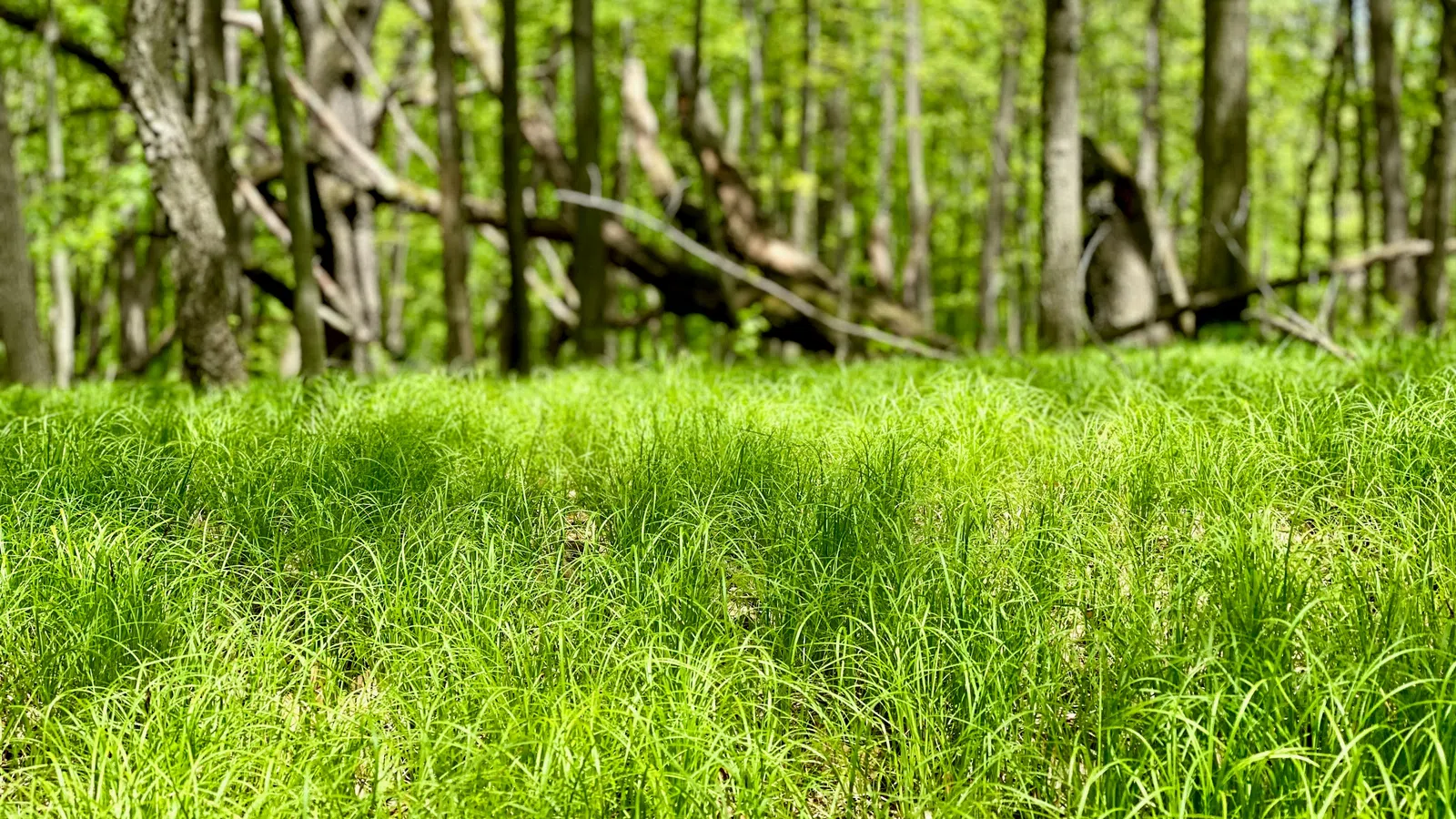 Lush green grass covering forest floor with tall trees and bright sunlight in the background