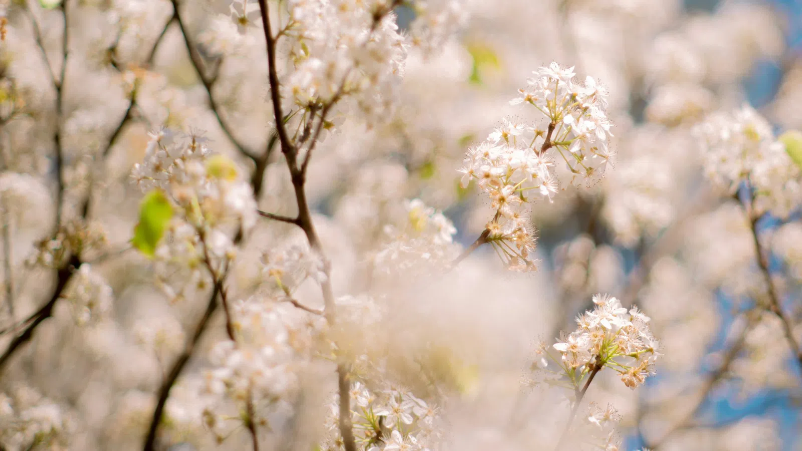 Close-up of white spring blossoms on tree branches with blurred background under bright daylight.