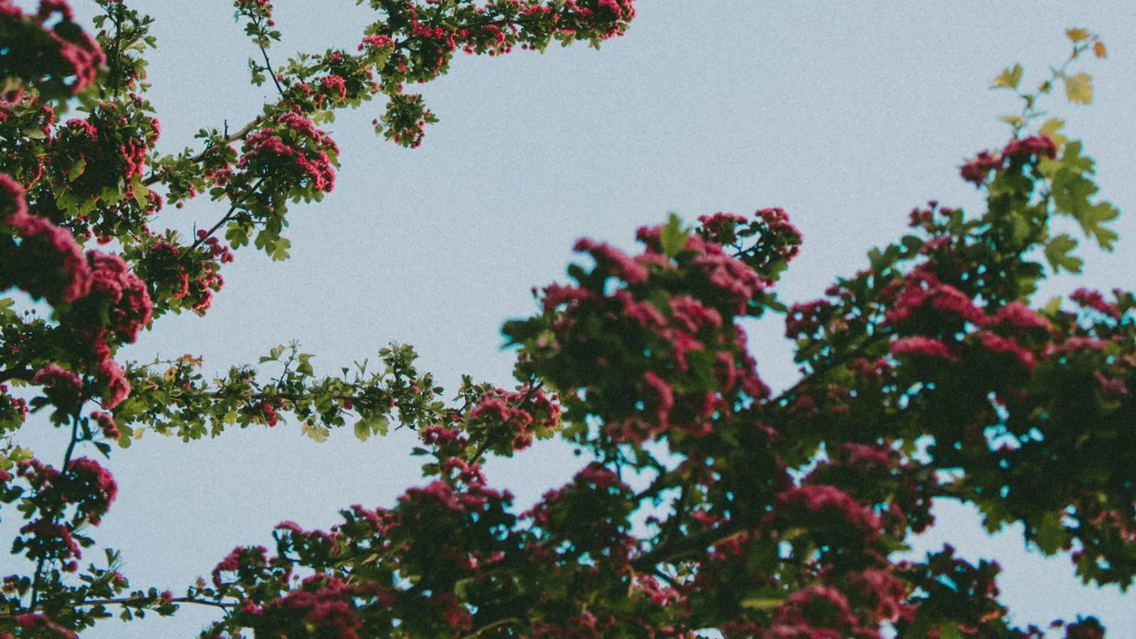 Branches with red flowers reaching up against a clear blue sky background.