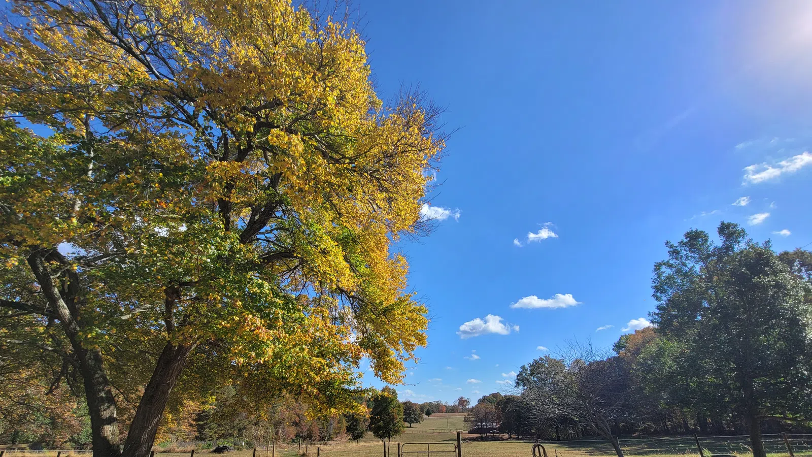 Autumn landscape with yellow-leafed trees, fallen leaves covering the ground, and a fence under a blue sky.