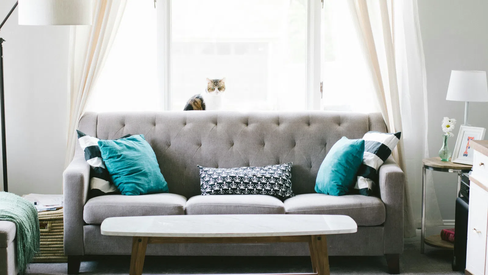 Cozy living room featuring a gray sofa, colorful pillows, and a curious cat by the window.
